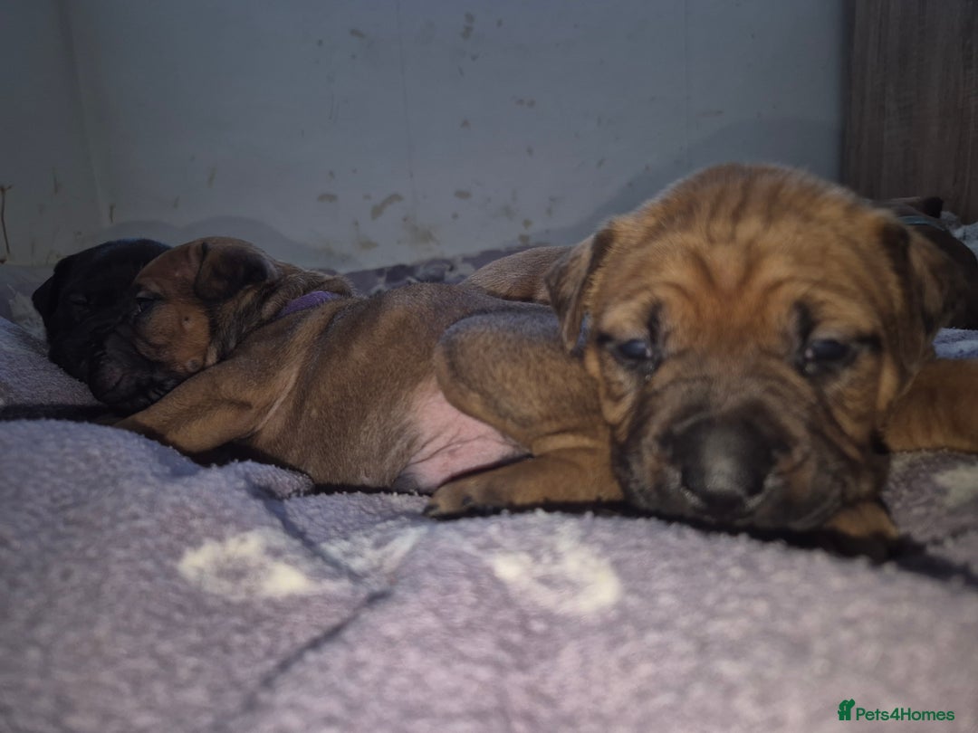 Mixed Breed dogs for sale: Bullmastiff x puppies 🐶  - Image 10
