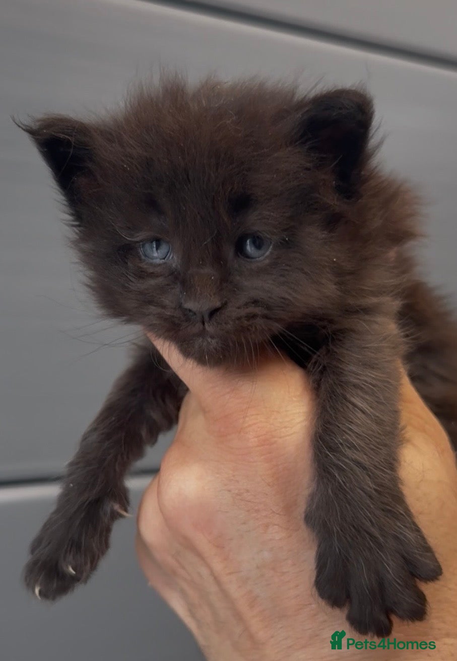 Maine Coon cats XL black smoke black maine coon kittens - Advert 1