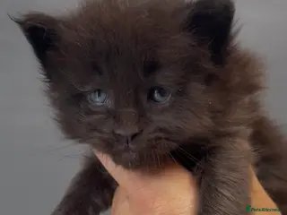 Maine Coon cats for sale: XL black smoke black maine coon kittens - Advert 2