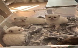 British Longhair cats for sale: Stunning British Longhair Kittens Ready to collect - Image 22