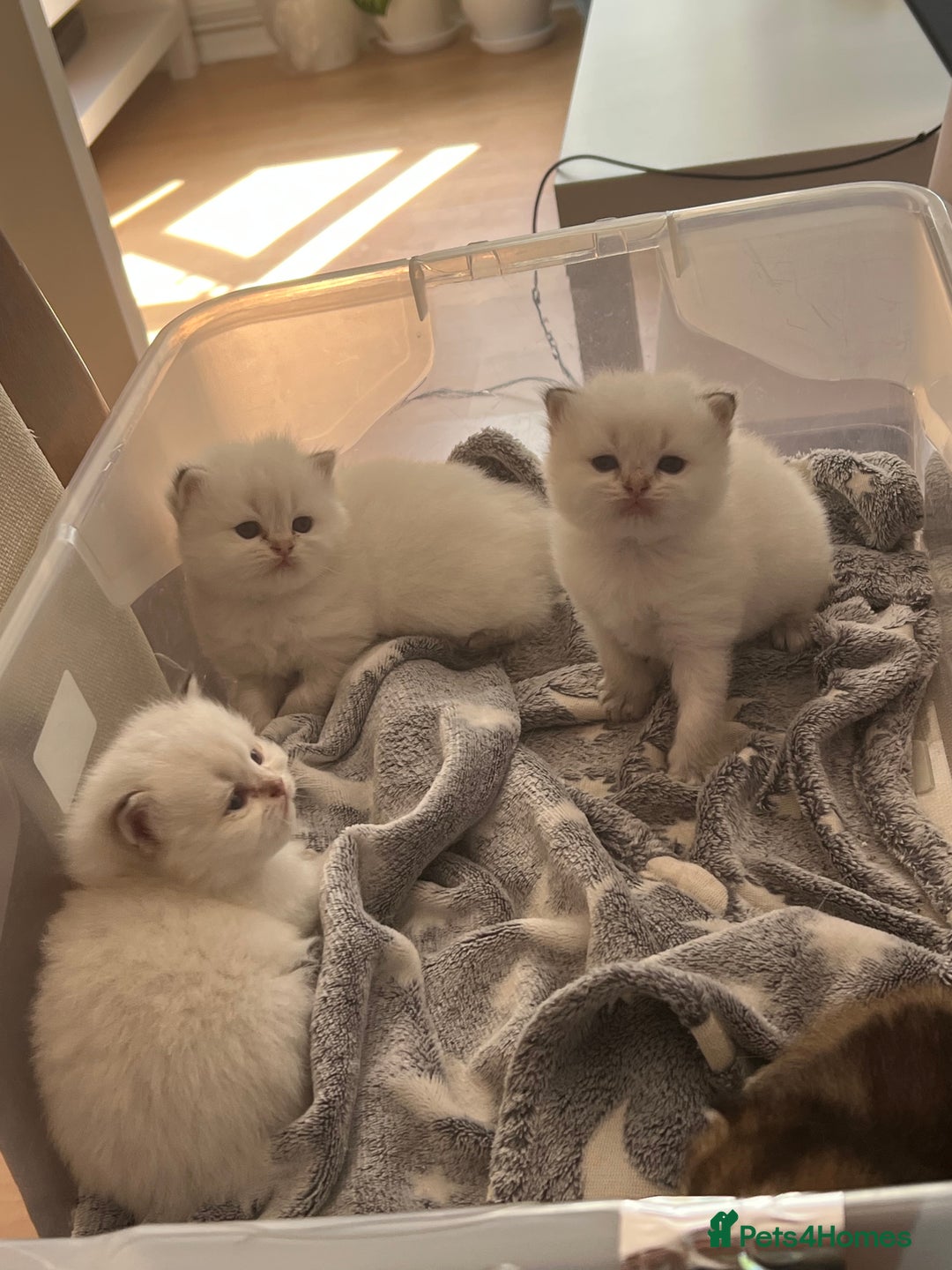 British Longhair cats for sale: Stunning British Longhair Kittens Ready to collect - Image 22