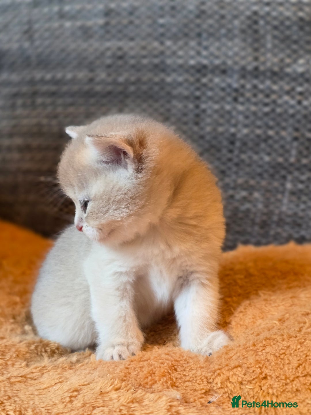 British Shorthair cats for sale: British shorthair Tica😻😽🐈😺😍🌹🌸🌼 - Advert 20