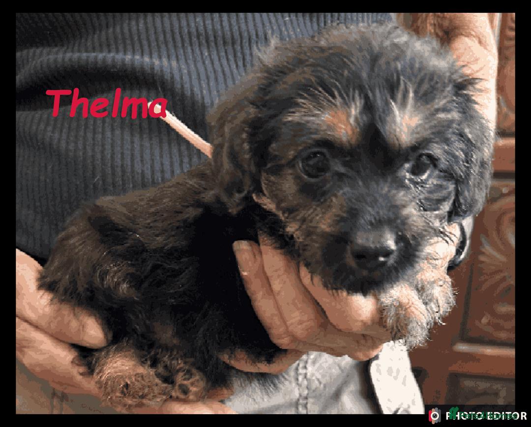 Mixed Breed dogs for sale: Beautiful Borderpoo Puppies – Ready 24th August - Image 27