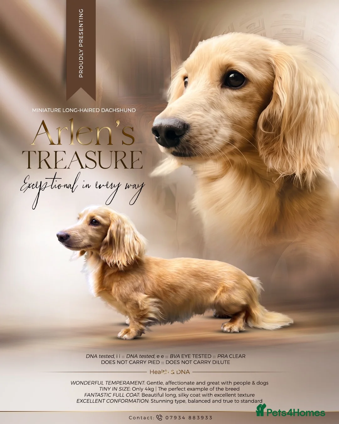 Miniature Dachshund dogs for stud: KC Health Tested Cream Miniature Dachshund Stud  - Advert 2