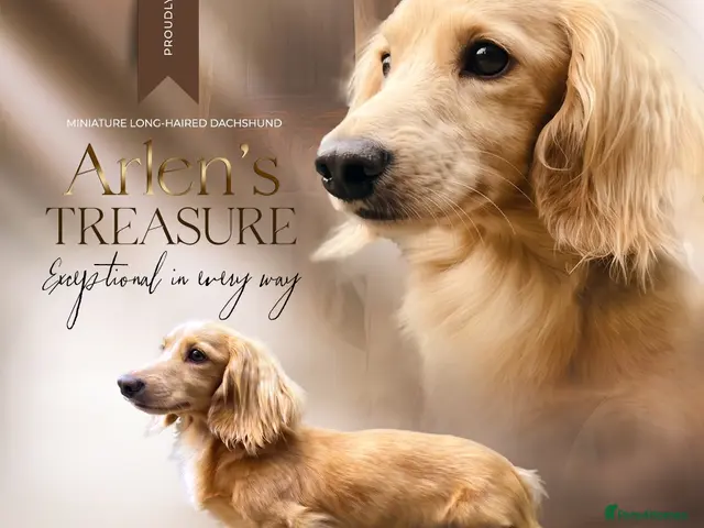 Miniature Dachshund dogs for stud: KC Health Tested Cream Miniature Dachshund Stud - Advert 2