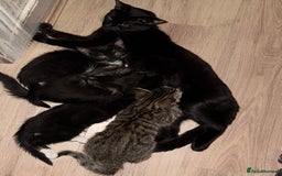 American Shorthair cats for sale: 4 KITTENS FOR SALE WEST LONDON  - Image 5