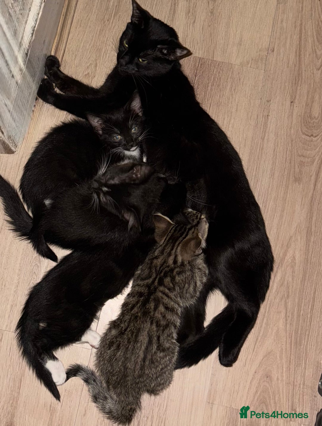 American Shorthair cats for sale: 4 KITTENS FOR SALE WEST LONDON  - Image 5