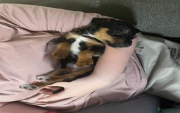 Jack Russell dogs for sale: 10 week old female Jack Russell pup - Image 1