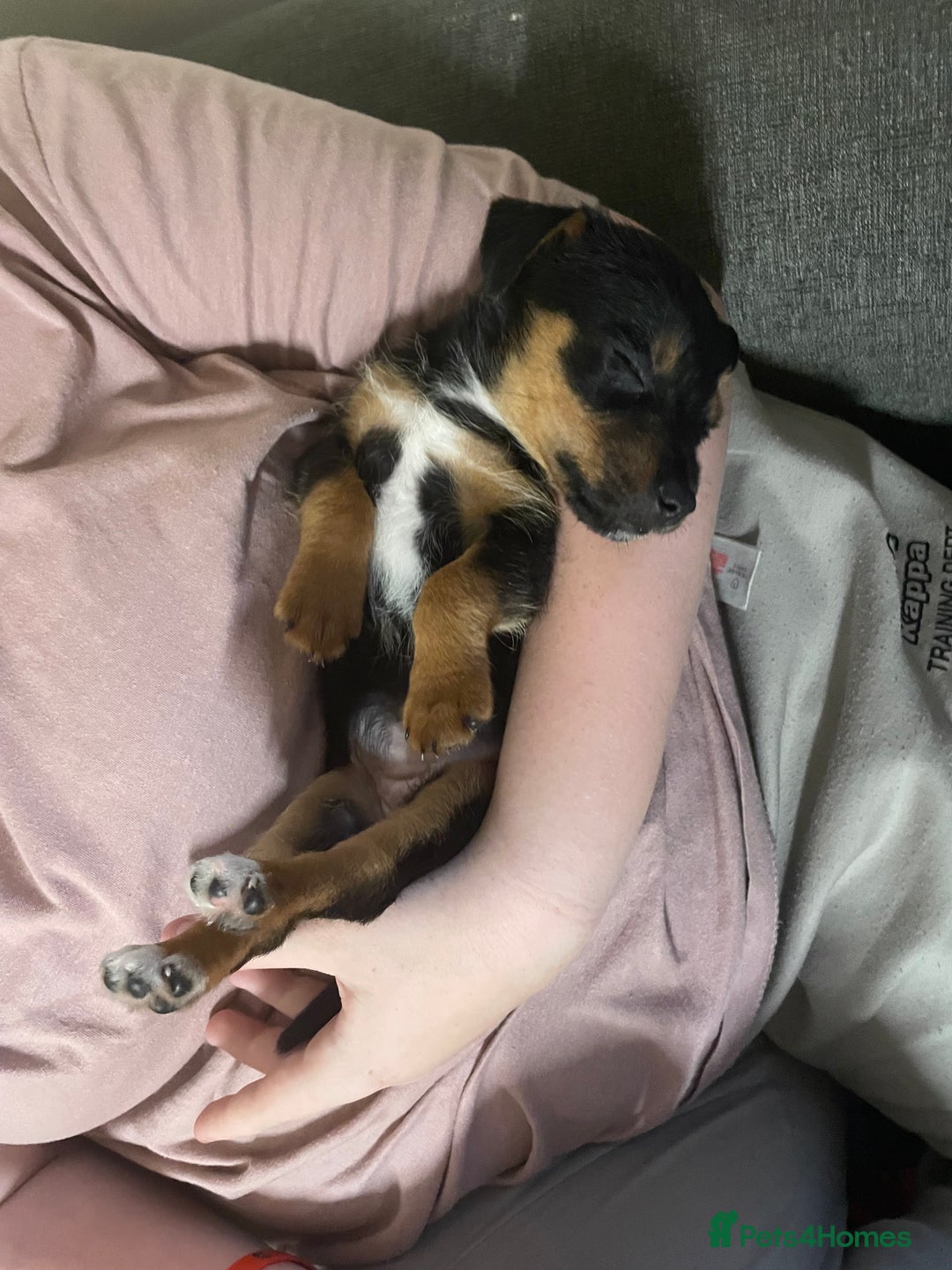 Jack Russell dogs for sale: 10 week old female Jack Russell pup - Image 1