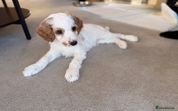 Australian Labradoodle dogs for sale: 🐶READY FOR NEW 🏡 Pure Australian Labradoodle  - Image 6