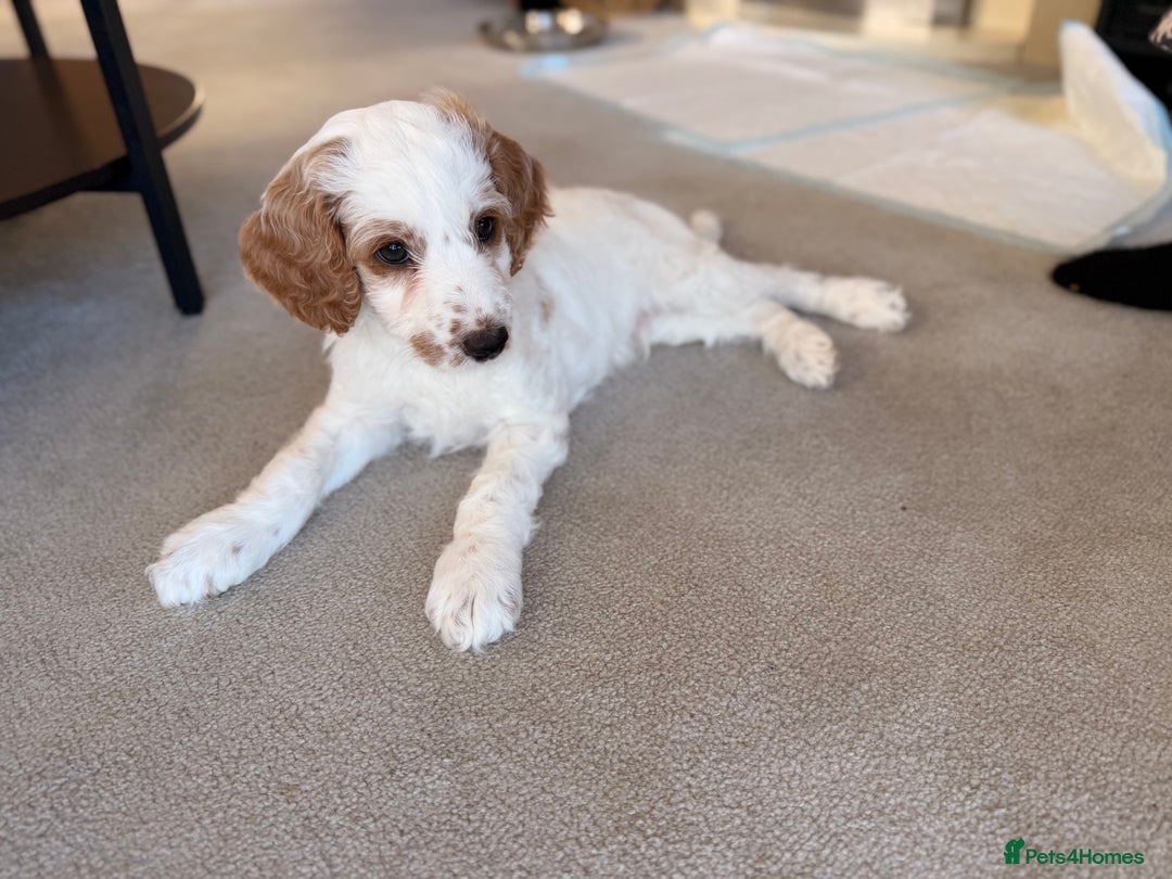 Australian Labradoodle dogs for sale: 🐶READY FOR NEW 🏡 Pure Australian Labradoodle  - Image 6