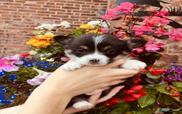 Welsh Corgi Pembroke dogs for sale: Pedigree, health tested parents, licensed breeder - Image 10