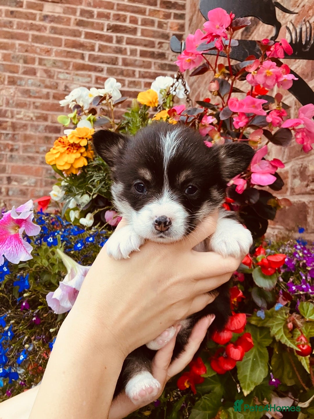 Welsh Corgi Pembroke dogs for sale: Pedigree, health tested parents, licensed breeder - Image 10