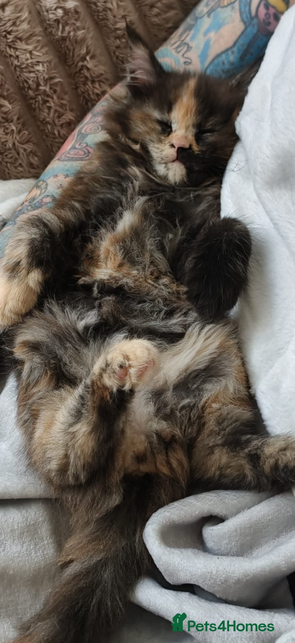 Maine Coon cats for sale: Stunning XL Maine Coon Kittens - Advert 9