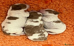 Cavapoo dogs for sale: One boy remaining  - Image 2