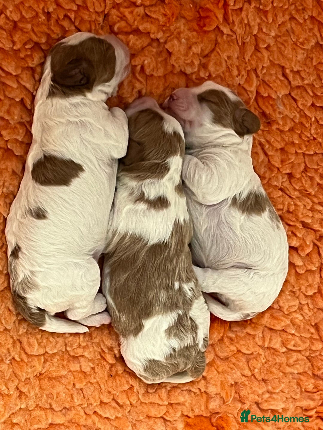 Cavapoo dogs for sale: One boy remaining  - Image 2