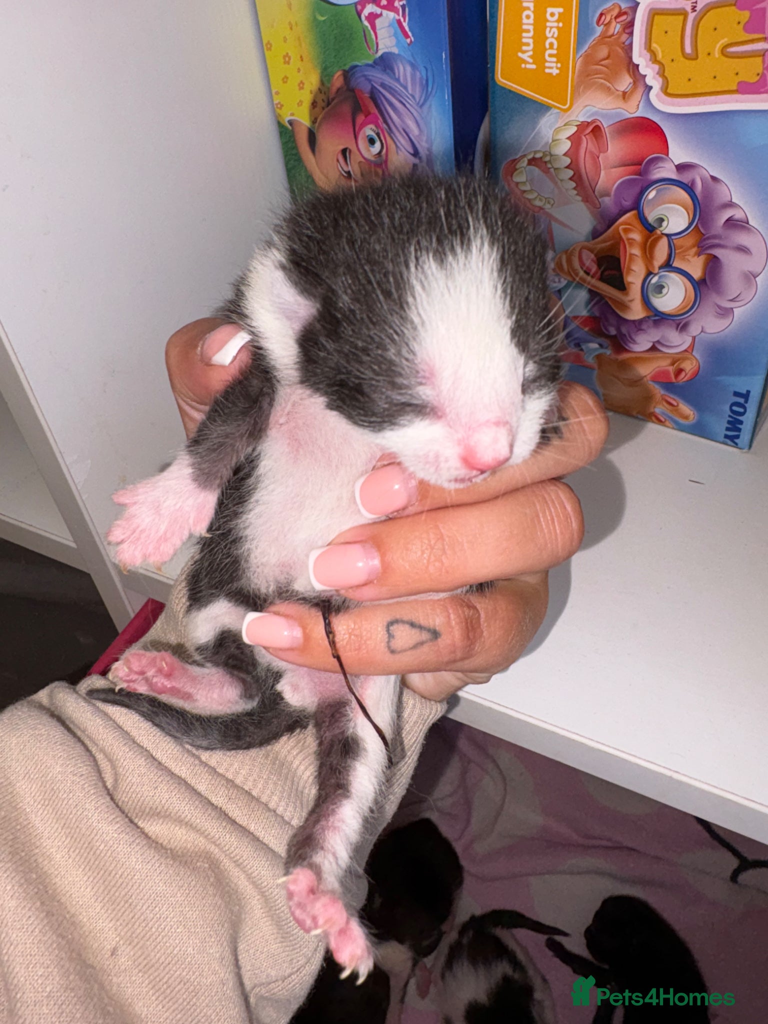 Mixed Breed cats for sale: Beautiful kittens  - Advert 7
