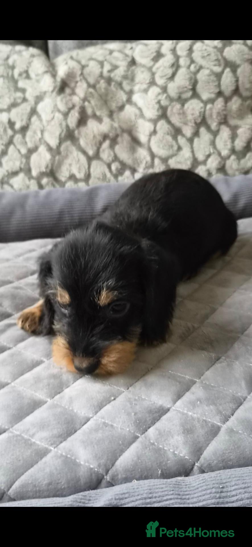 Dachshund dogs for sale: Wired haired dachshund puppies - Advert 4
