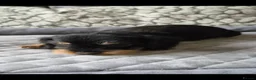 Dachshund dogs for sale: Wired haired dachshund puppies - Advert 1
