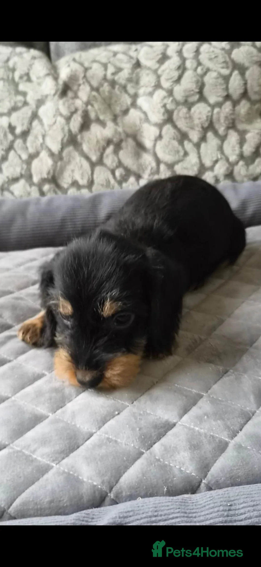 Dachshund dogs for sale: Wired haired dachshund puppies - Advert 1
