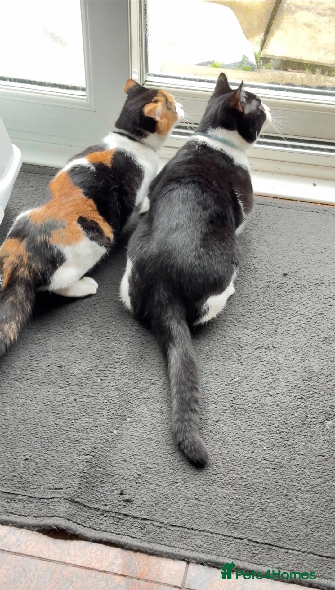 Mixed Breed cats for sale: Cat pair for sale with all accessories  - Advert 2
