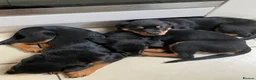 Rottweiler dogs for sale:  Rottweiler pups ready to leave 💙 - Advert 4