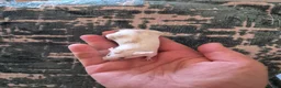 Mouse rodents for sale: 2 Cute Female Fancy Mice - Advert 4