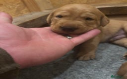 Labrador Retriever dogs for sale: Labrador Puppies. Yellow and Red colourings. - Image 1