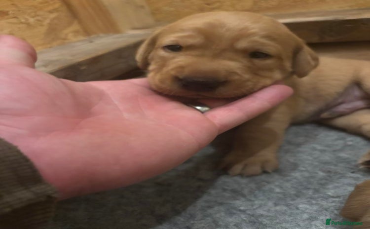 Labrador Retriever dogs - Advert 1