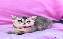 Scottish Fold cats for sale: Pedigree Kitten girl looking for a family  - Image 18