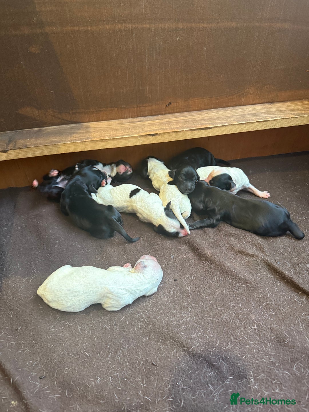 Sprocker dogs for sale: Sprocker puppies for sale 🐶  - Advert 4