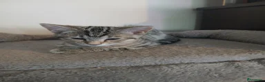Mixed Breed 3