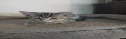 Mixed Breed cats for sale: Beautiful kittens ready to leave now - Advert 5