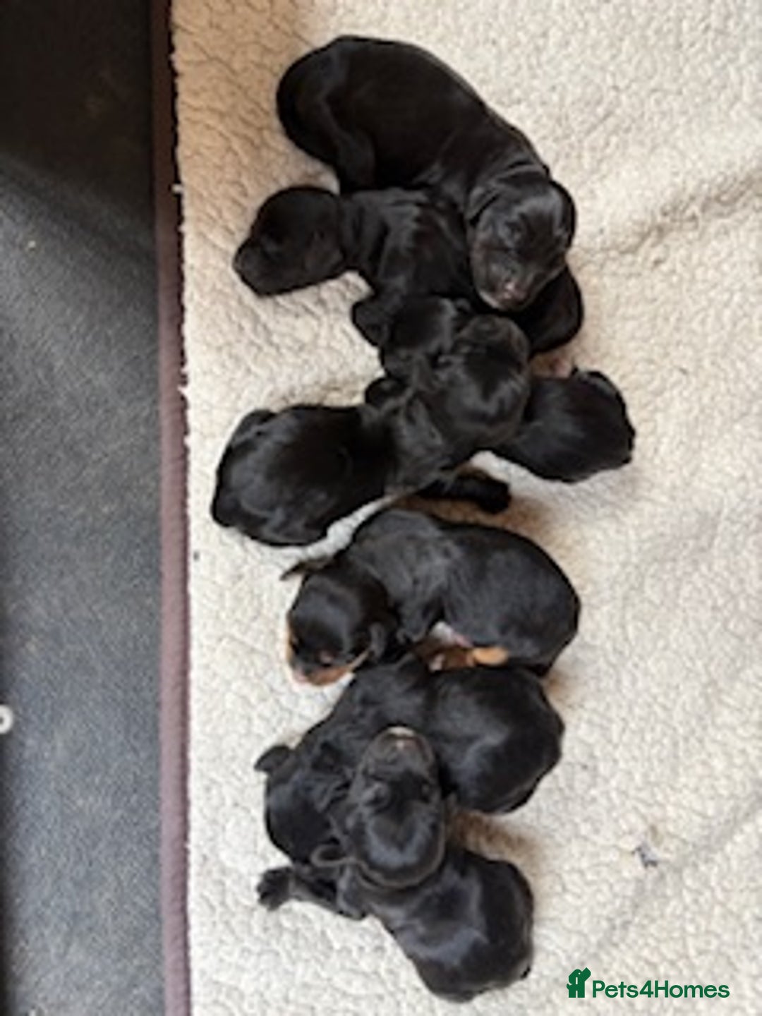 Cocker Spaniel dogs for sale: Black Cocker Spaniel Pups - Image 2