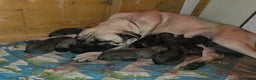 Anatolian Shepherd dogs for sale: Beautiful litter of stunning puppy’s  - Advert 4