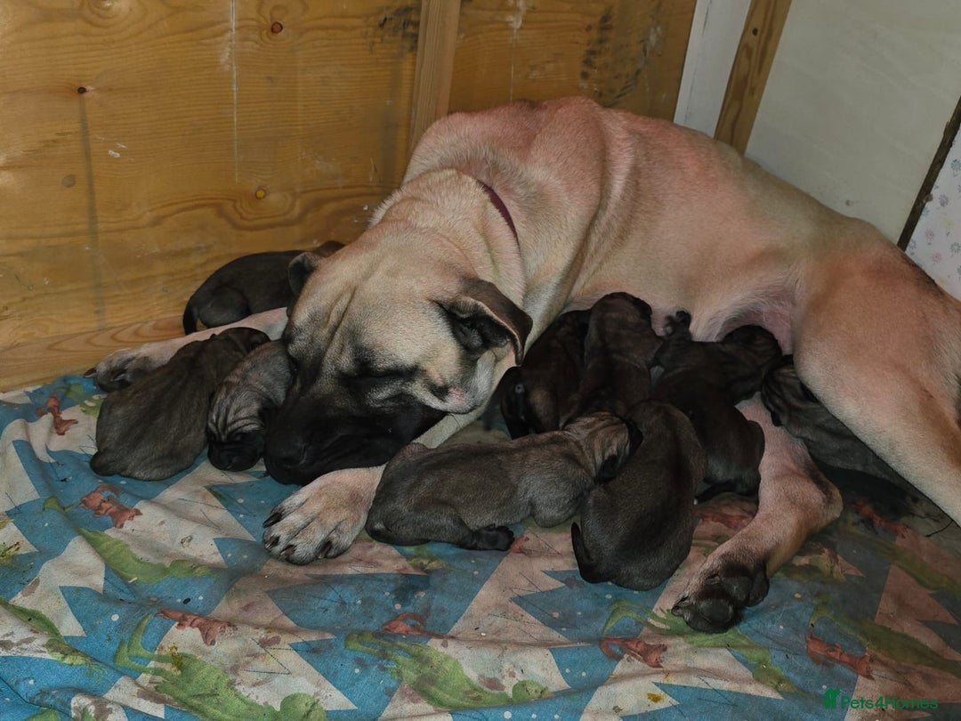 Anatolian Shepherd dogs for sale: Beautiful litter of stunning puppy’s  - Advert 4