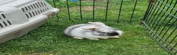 Mixed Breed rabbits for sale: Mixed breed lops for sale. Ready Monday  in Mansfield - Advert 7