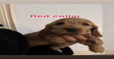 Cocker Spaniel dogs - Advert 9