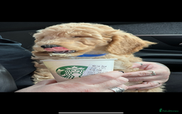 Cockapoo dogs for sale: 2.5yr old female cockapoo for sale  - Image 4
