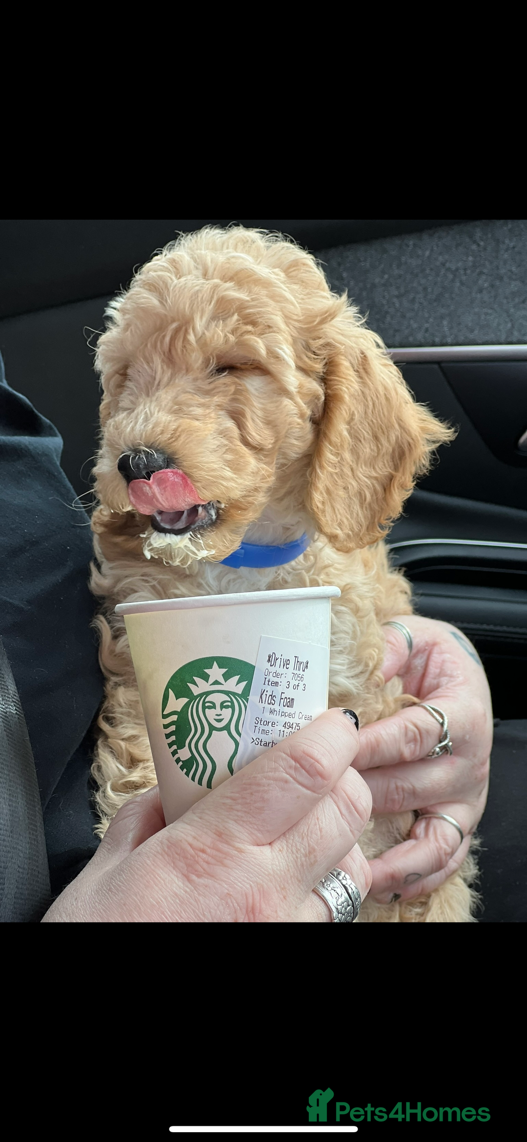 Cockapoo dogs for sale: 2.5yr old female cockapoo for sale  - Image 4