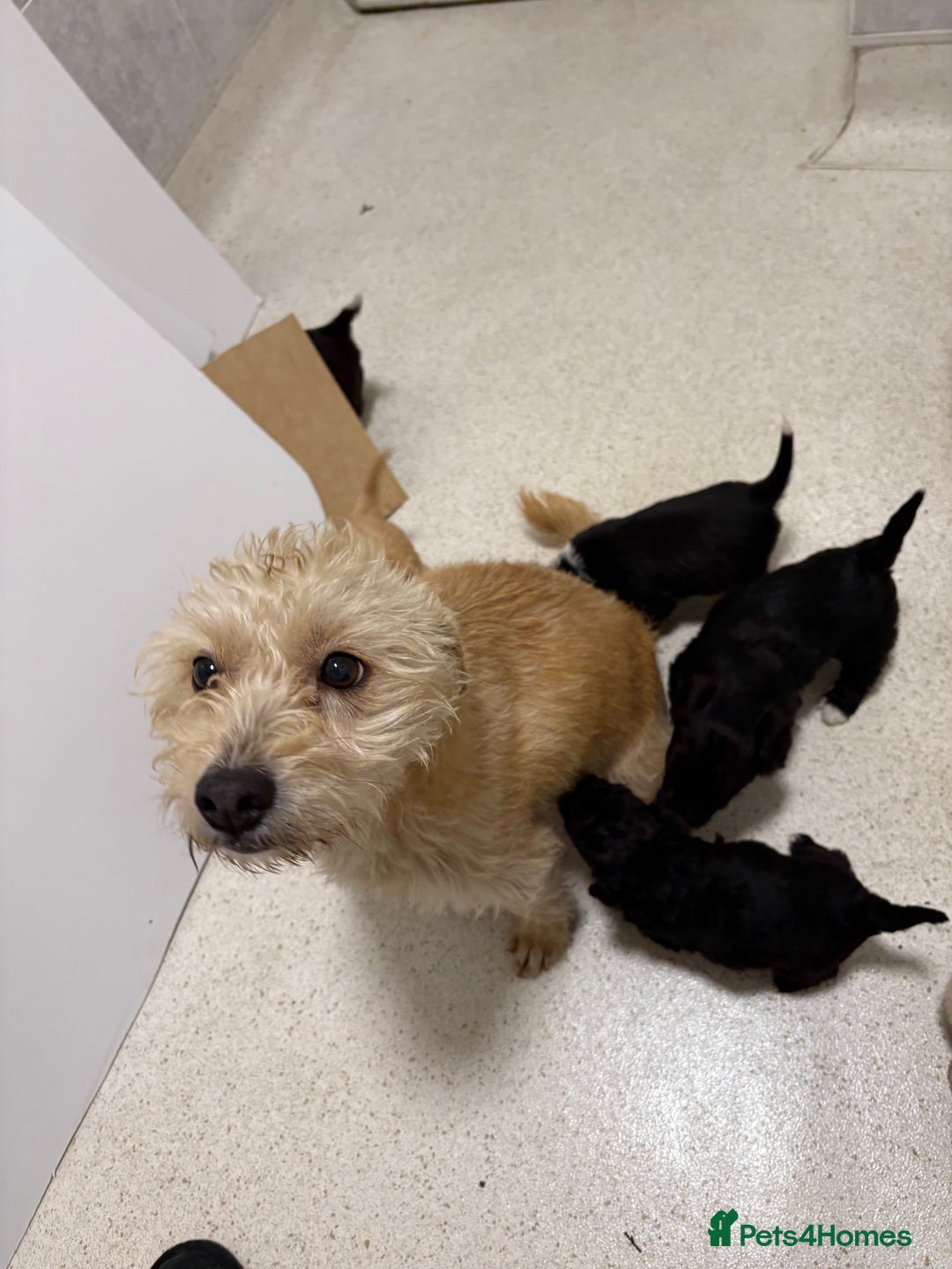 Jackapoo dogs for sale: KC Type jackapoo puppies ready to leave 3rd jan  - Advert 9