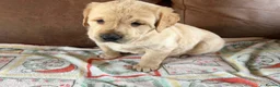 Labrador Retriever dogs for sale: Labrador X Golden retriever  - Advert 20