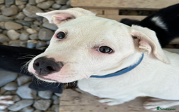 Mixed Breed dogs for adoption: Aspen (deaf but determined!) - Image 3
