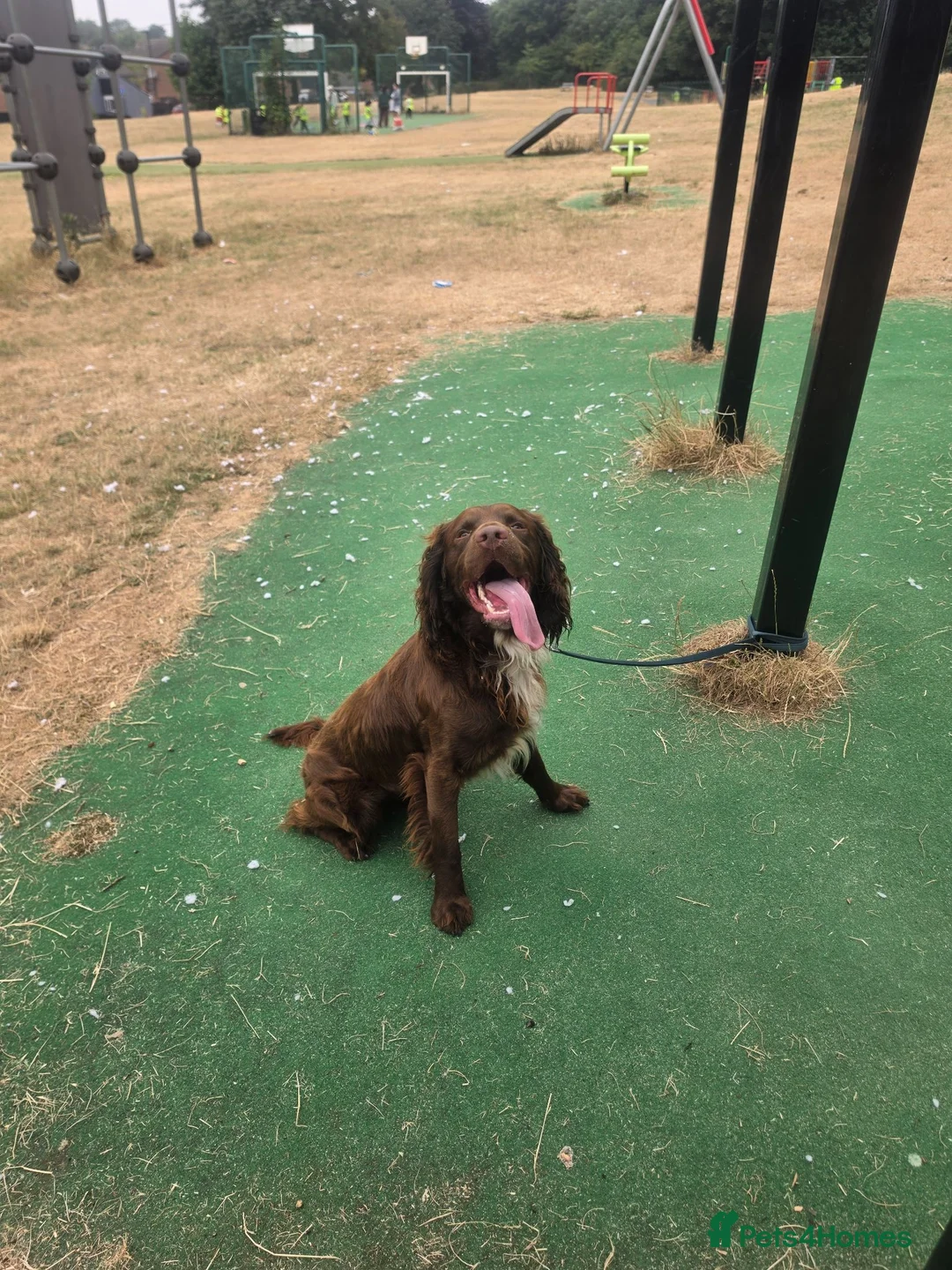 Cocker Spaniel dogs for sale: Cocker spaniel - Advert 4