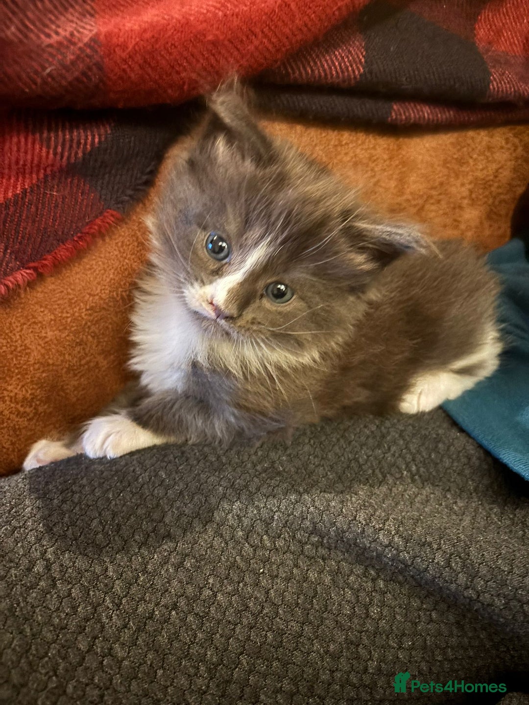 Maine Coon cats for sale: Beautiful Blue Maine Coon kittens - Advert 1