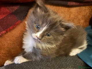 Maine Coon cats Beautiful Blue Maine Coon kittens - Advert 1