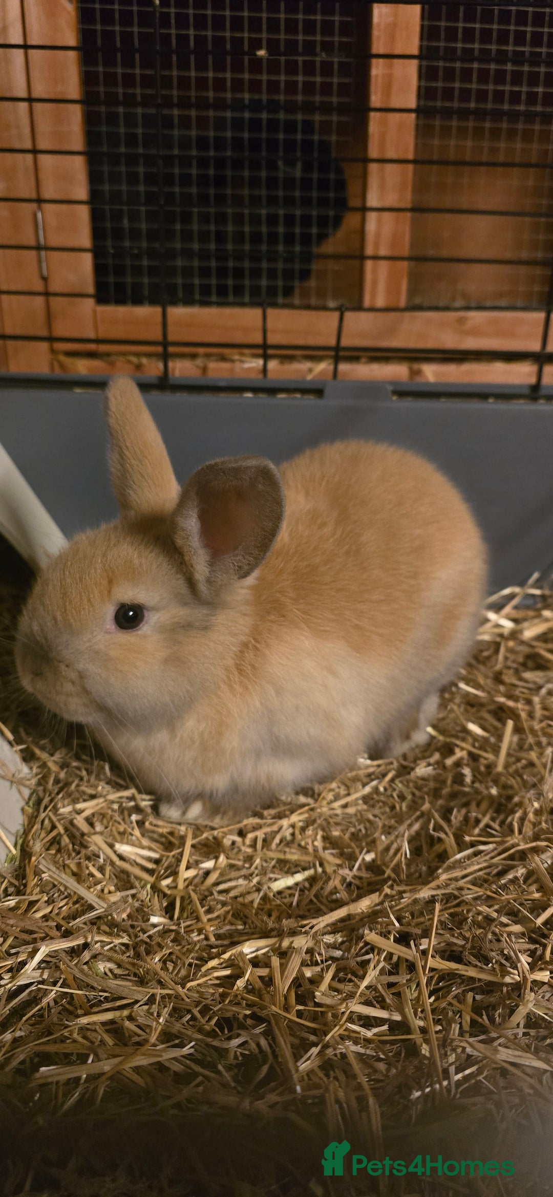Lionhead rabbits for sale: Female baby rabbit - Advert 3