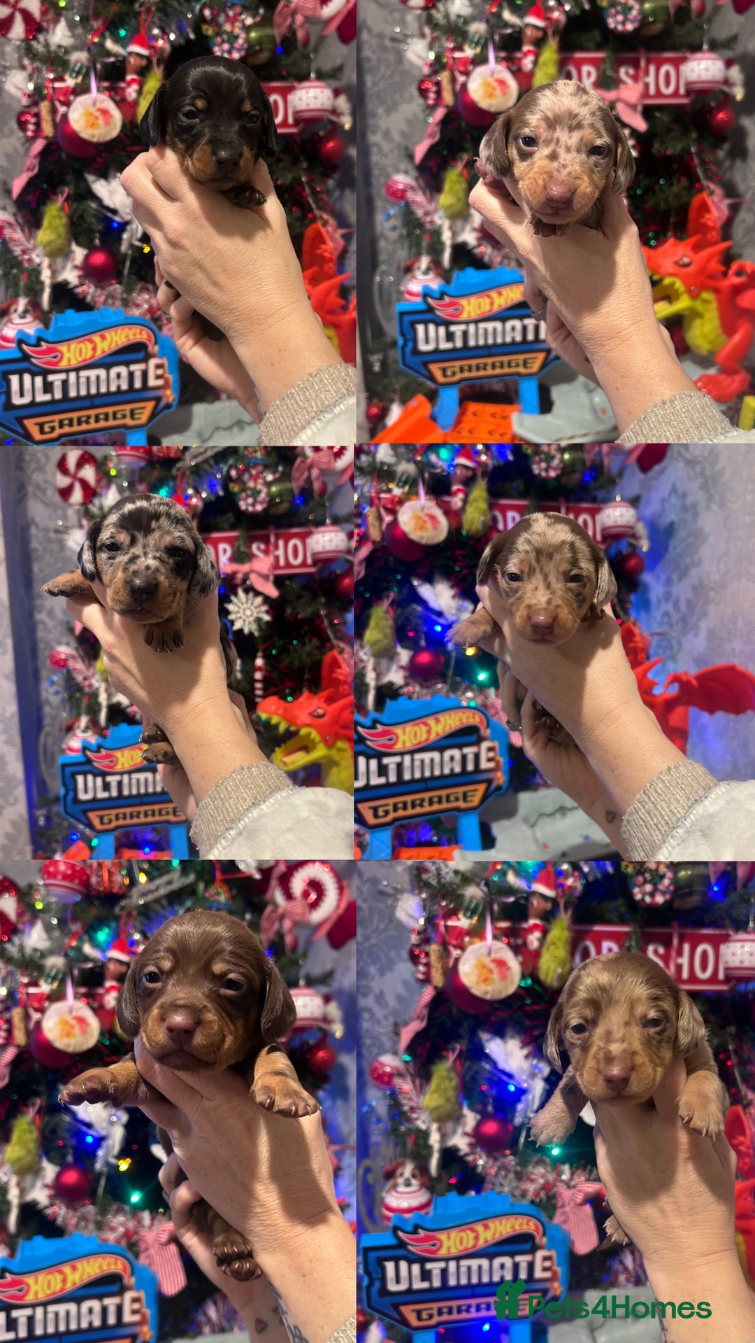 Dachshund dogs for sale: 6 gorgeous little pups - Advert 1