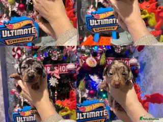 Dachshund dogs 6 gorgeous little pups - Advert 10