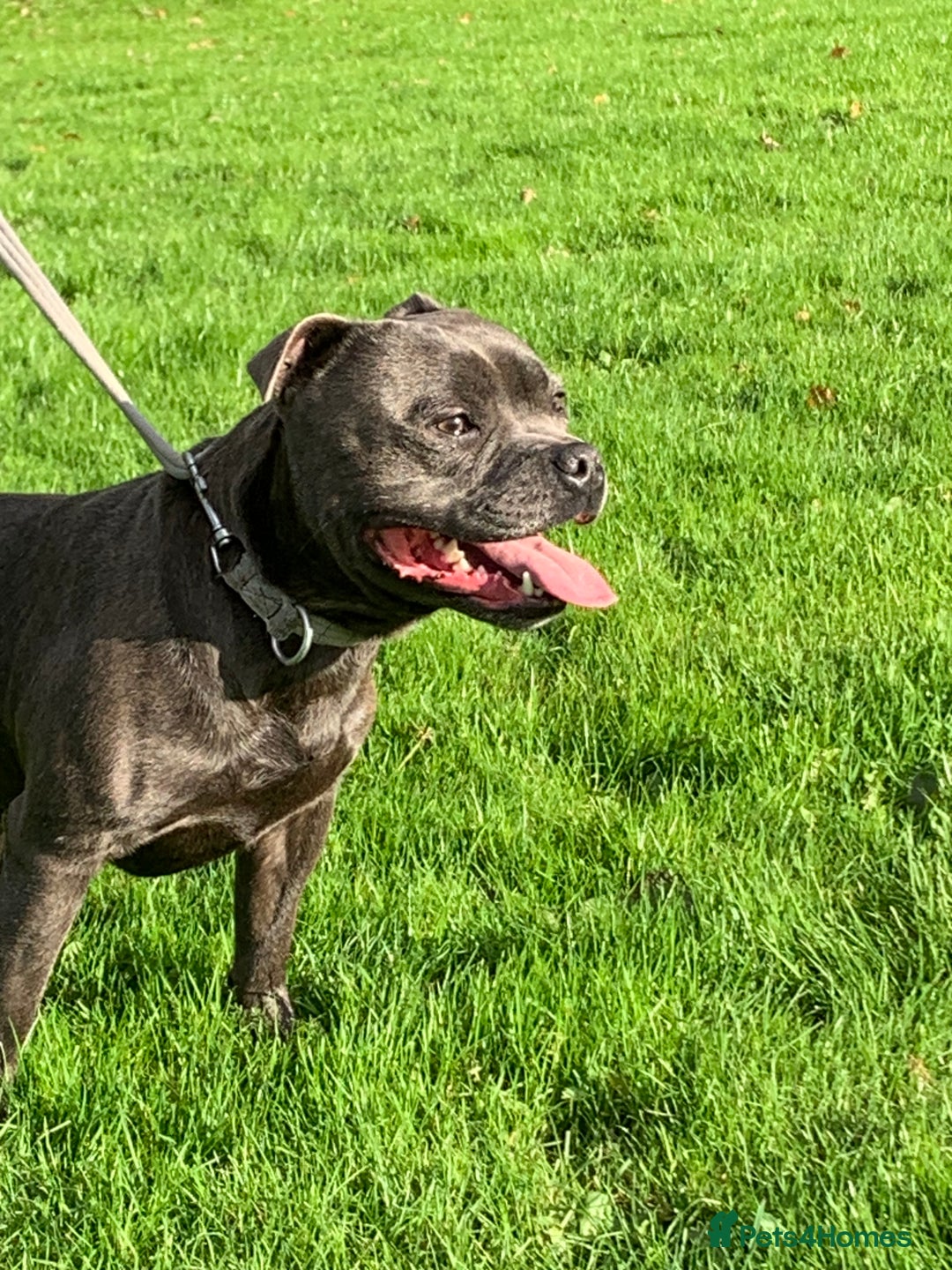 Staffordshire Bull Terrier dogs for sale: KC REGISTERED BRINDLE STAFFORDSHIRE BT PUPPIES - Advert 7